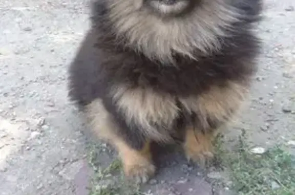 Саратов: найдена собака, тел. 89173262818