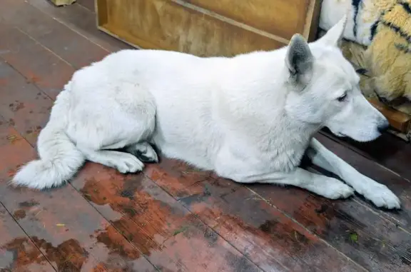 Собаки потеряшки, Соликамский муниципальный округ, фото: Потеряшка белая лайка у Осокино, Пермский край