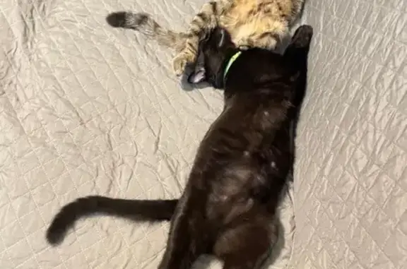 Кошки потеряшки, , фото: Потеряшка кошка, Вишняково, МО