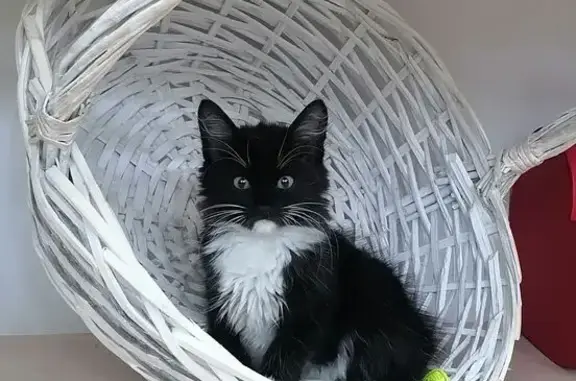 Кошки потеряшки, Александров, фото: Потеряшка кошка, ул. Терешковой, 10