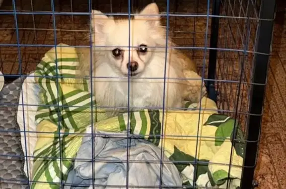 Найдена собака, , фото: Собака найдена, Центральная ул., Кудиново