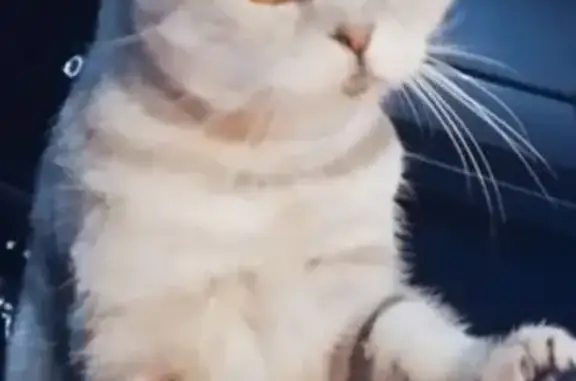 Кошка найдена: СНТ Надежда, Челябинск