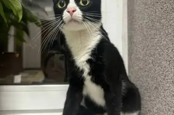 Кошка найдена: Мебельная ул., 35 к2, СПб