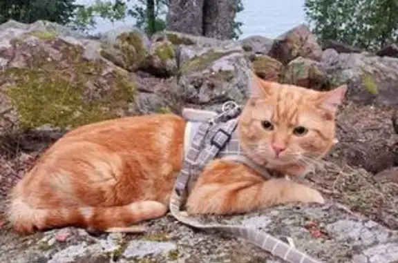 Кошки потеряшки, Санкт-Петербург, фото: Потеряшка рыжая кошка, ул. Белышева 5/6