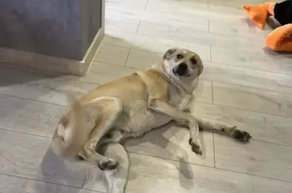 Оранжевый пес найден на Лесной ул., Москва