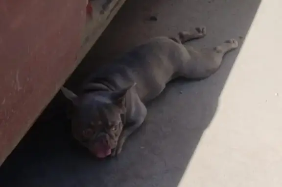 Найдена собака, Дядьково, фото: Собака найдена: пр. Бульвар оптимистов