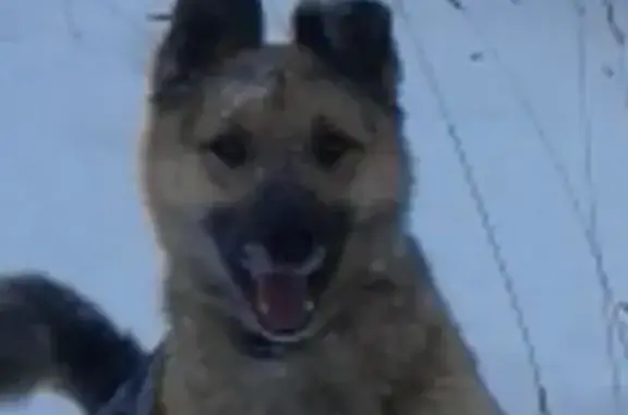 Пропала собака, Наволоки, Красная Горка