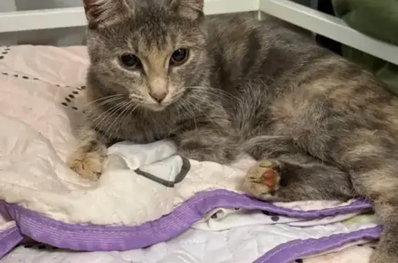 Найдена кошка, Миасс, фото: Кошка найдена на Уральской 82, Миасс