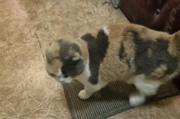 Найденные животные Москва, фото: Кошка найдена: Яблочкова 18, Москва