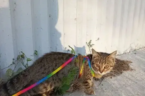 Пропала кошка, Усть-Катав, Челябинск