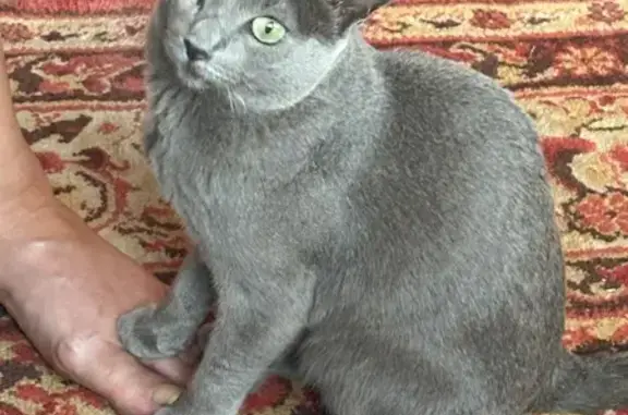 Кошки потеряшки, Пешково, фото: Потеряшка кошка в СНТ Изумруд, Пешково