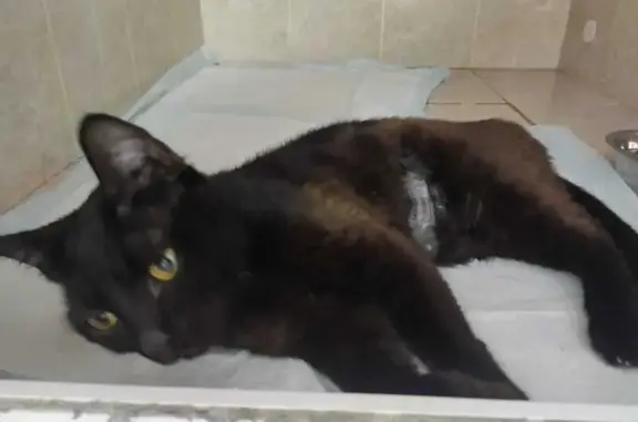 Найдена кошка: ул. Рогожский Вал, 3