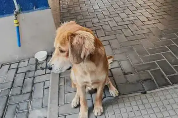 Собака найдена: ул. Гастелло, 46/1, Сочи