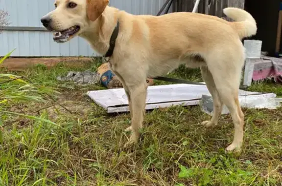 Собака найдена: Приозёрная ул, 1Б