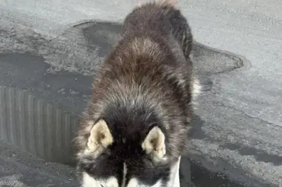 Хаски найдена на Зеленодольской 56, Пенза