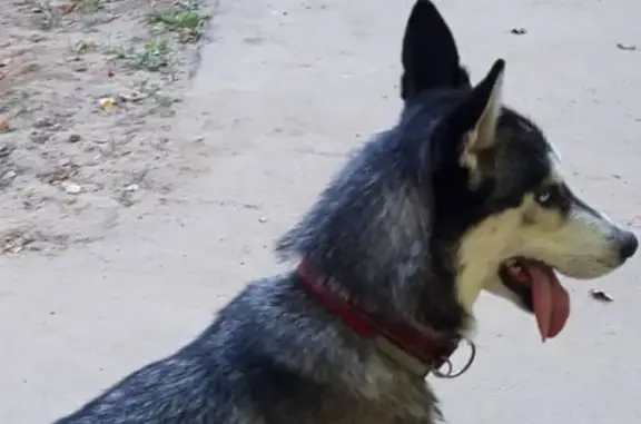 Собаки потеряшки, , фото: Потеряшка собака Агата, Воскресенск, МО