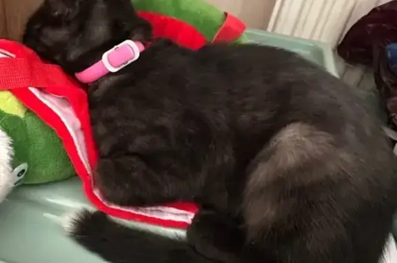 Найдена кошка, Пермь, фото: Котёнок найден на Подлесной улице, Пермь