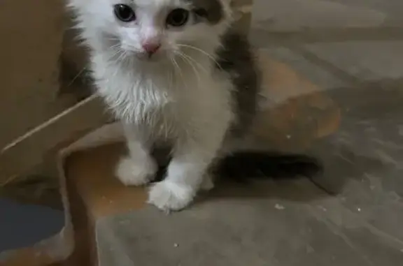 Найдена кошка, Сыктывкар, фото: Кошка найдена: Водопьянова 4/1, Сыктывкар