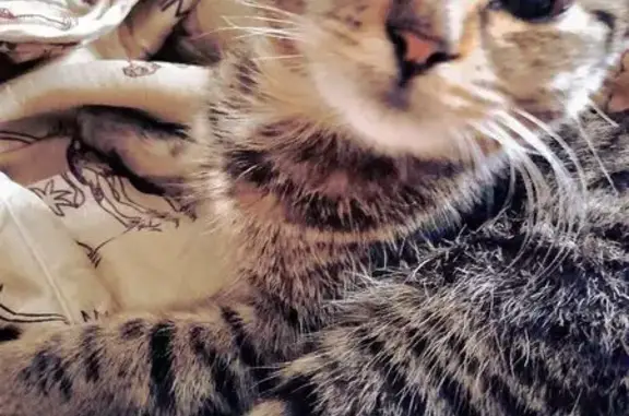 Кошки потеряшки, , фото: Потеряшка кошка, 2-й Бакинский пер., 6В