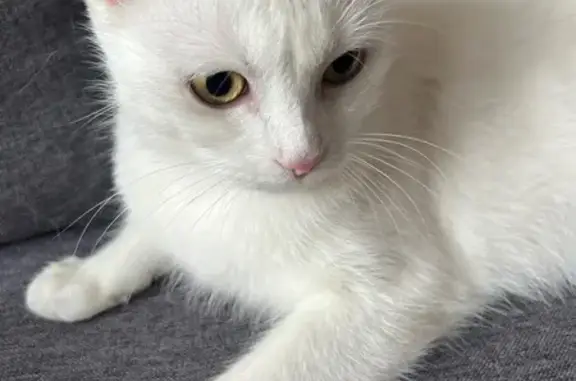 Кошки потеряшки, Москва, фото: Потеряшка кошка, Покровская ул., 37, Москва