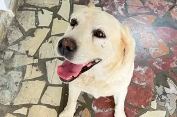 Лабрадор найден на Краснодонской, 64, Сочи