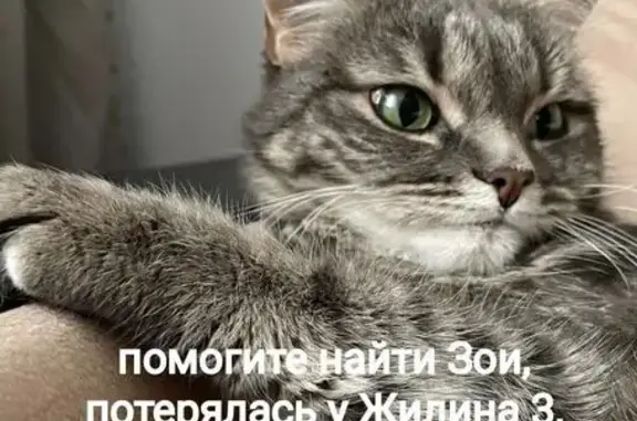 Кошки потеряшки, Медведево, фото: Потеряшка кошка Зои, ул. Жилина, 3, Медведево