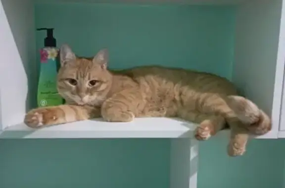 Кошки потеряшки, Ростов-на-Дону, фото: Потеряшка кошка, Приволжский пер. 1, Ростов