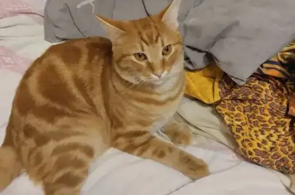 Кошки потеряшки, Феодосия, фото: Потеряшка кошка, ул. Челнокова, 58А