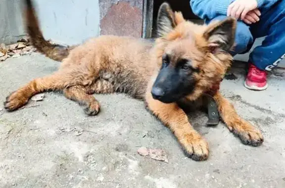 Найден раненый щенок, ул. Чкалова 21