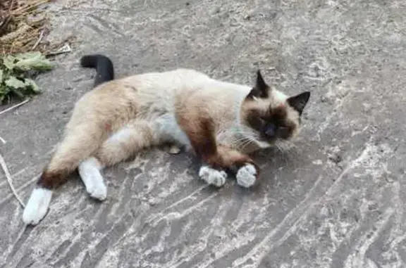 Найдена кошка, Осоргино, фото: Голубоглазая кошка найдена в Осоргино