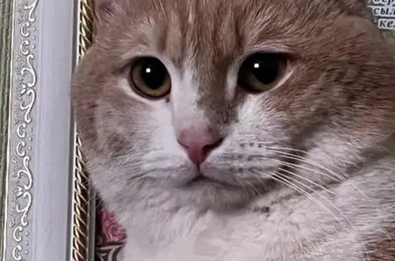 Кошки потеряшки, Астрахань, фото: Потеряшка кот Персик, ул. Нововолжская Станция