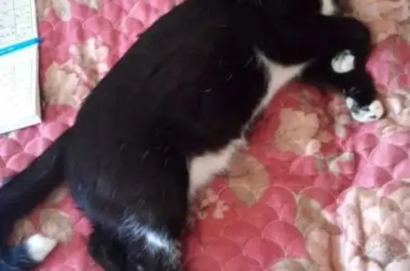 Кошки потеряшки, Хабаровск, фото: Потеряшка кошка, Хабаровск, Тихоокеанская