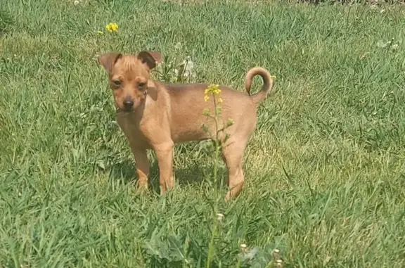 Собаки потеряшки, Усолье-Сибирское, фото: Потеряшка собака на ул. Розы Люксембург, 25