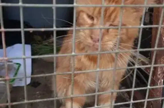 Кошка найдена: Краснодар, Калинина 13