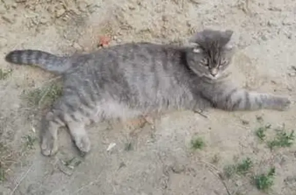 Объявления о пропавших и найденных животных, Шадринск, фото: Пропала кошка, Пролетарская 32, Шадринск