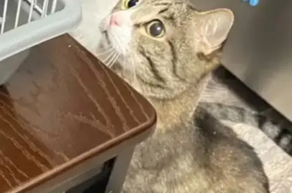 Кошки потеряшки, , фото: Потеряшка кошка, Мирный, Республика Саха