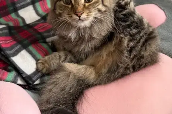 Кошка найдена, Яковлева, Томск