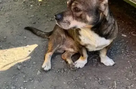 Найдена собака, , фото: Собака найдена: Ружейный пер., Таганрог