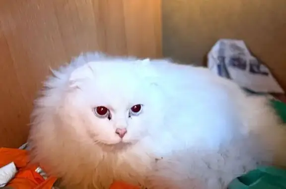 Найдена белая кошка, ул. Флёрова, Москва