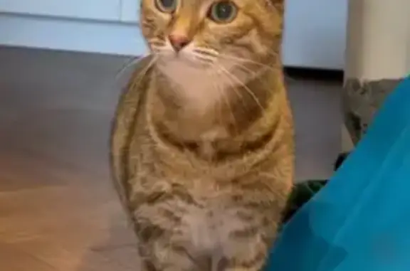 Кошки потеряшки, Москва, фото: Потеряшка кошка, Чернецкое, Москва