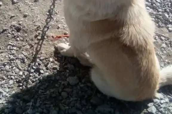 Пропала собака в Карталах, п. Центральный