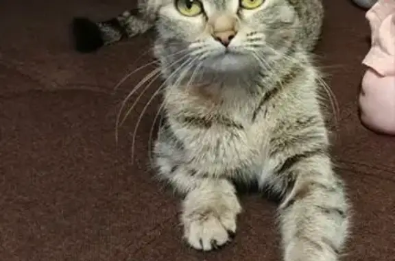 Кошки потеряшки, Медведево, фото: Потеряшка кошка, ул. Гагарина 9, Медведево