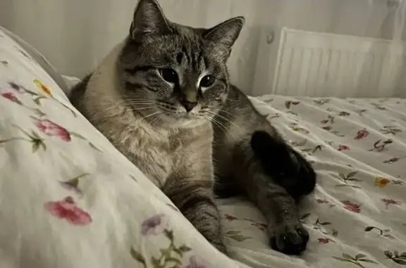 Пропала кошка, Базовый пер. 52, Екатеринбург
