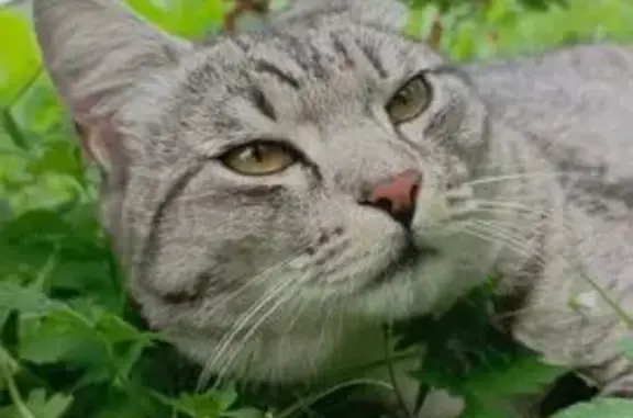 Кошки потеряшки, Калтан, фото: Потеряшка кошка на Малышевской, Калтан