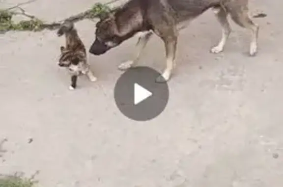 Пропала собака, Вологодская ул., 22А