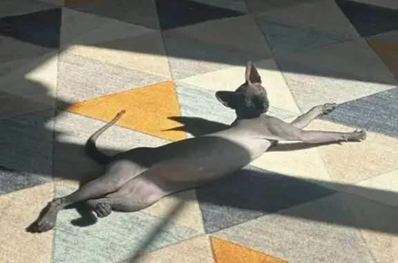 Пропала кошка Рики, ул. Клыкова, 15