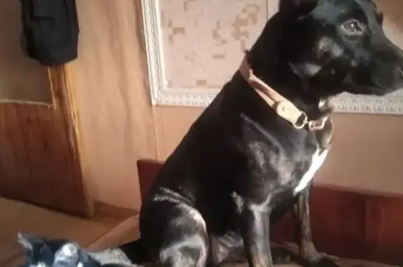 Найдена кошка, Севастополь, фото: Черно-белая кошка найдена: Героев Бреста, 1