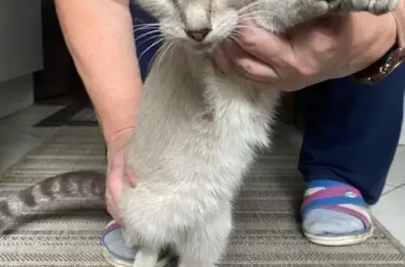 Найдена кошка, Екатеринбург, фото: Кошка найдена: ул. Лукиных, 26, Екат.