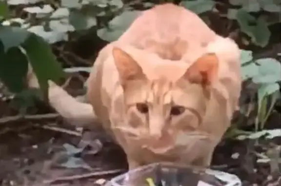 Найдена кошка, Москва, фото: Кошка найдена: Флотская ул., 13 к5, Москва