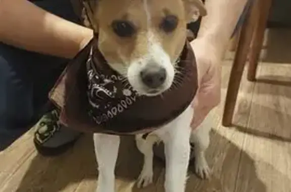 Собаки потеряшки, , фото: Потеряшка собака, 46Н-10525, МО